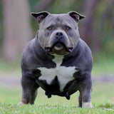 American Bullys in Australia