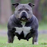 American Bully Australia