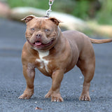 G-netix Bullies Amber - Extreme Female American Bully