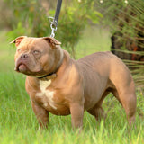 G-netix Bullies Amber - Extreme Female American Bully
