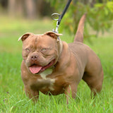 Amber Rose