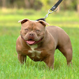 G-netix Bullies Amber - Extreme Female American Bully