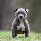 Duchess