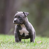 Duchess