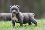 Duchess