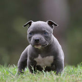 Blue Micro bully for sale Australia
