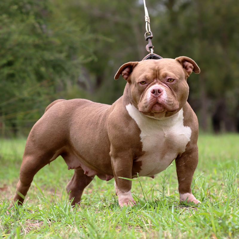 American Bully Pocket Stock Photo - Download Image Now - American