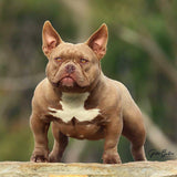 Saki Bomb - Micro | Nano Bully