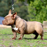 Saki Bomb - Micro | Nano Bully