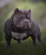 Gr.Ch Luca Brasi