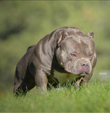 Gr.Ch Luca Brasi