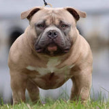 Duchess