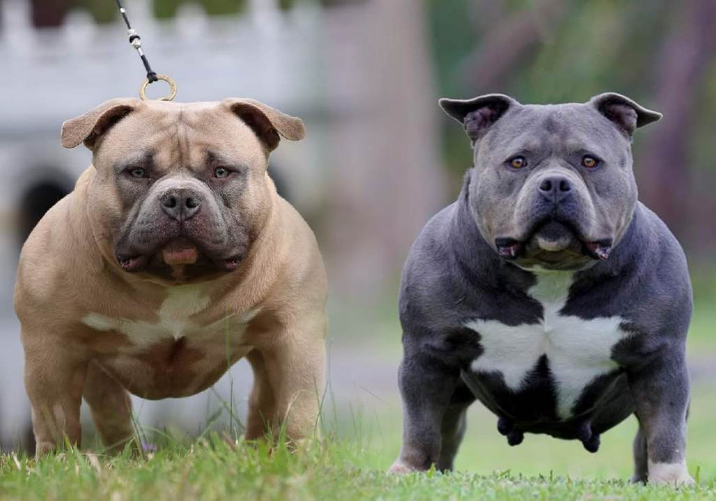 Pocket size bully for hot sale sale