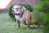 Tank