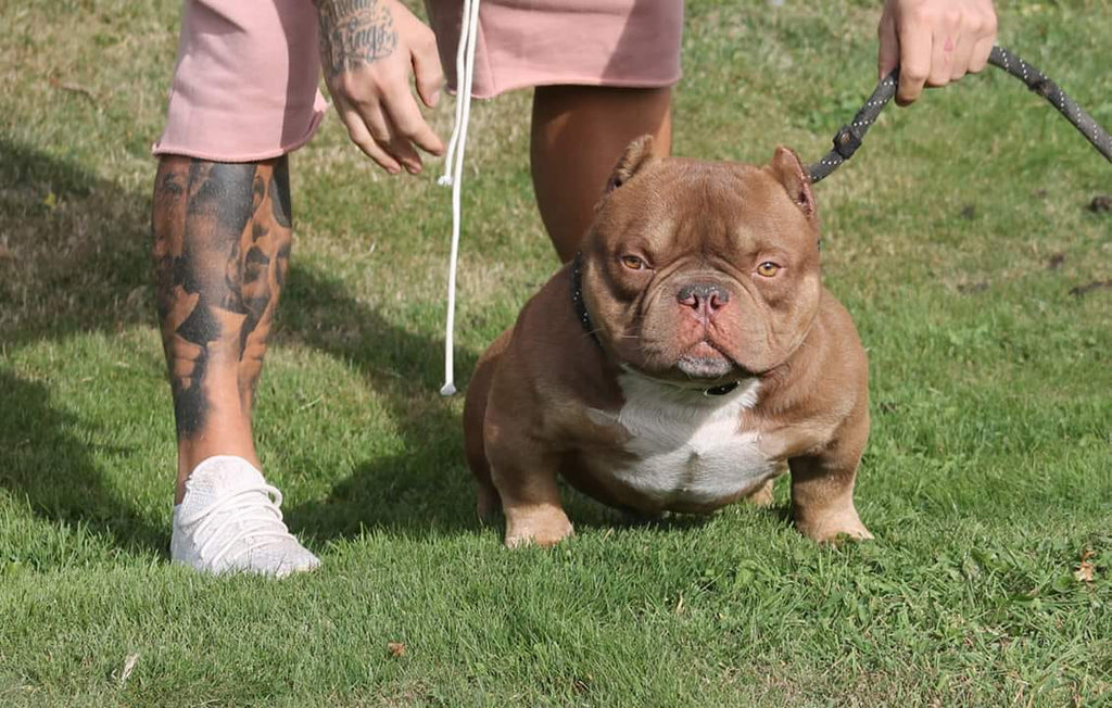 Smallest american best sale bully