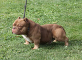 Micro Bully - Gottiline Kings AKA