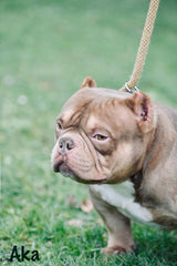 Micro Bully - Gottiline Kings AKA