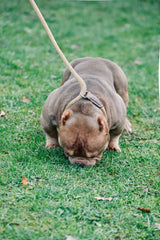 Micro Bully - Gottiline Kings AKA