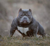 Gr.Ch Luca Brasi