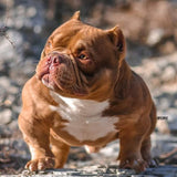 Micro Bully - Gottiline Kings AKA