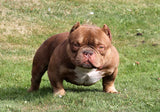 Micro Bully - Gottiline Kings AKA