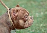 Micro Bully - Gottiline Kings AKA