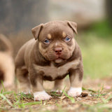 GC x Mulan Male Choco Tri