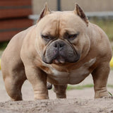 Extreme American Bully Smeagol