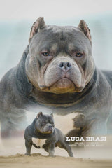 GrCh Luca Brasi x Zelda - Romeo