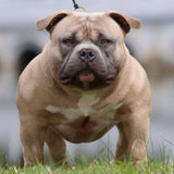 Fawn Aemrican Bully Australia