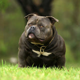 Blue Tri American Pocket Bully