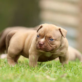GC x Mulan Female Chocolate Champagne
