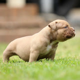 GC x Mulan Female Chocolate Champagne