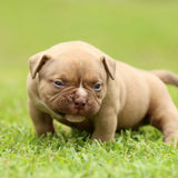 GC x Mulan Female Chocolate Champagne