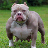 Phoking's Mo'ana of G-netix