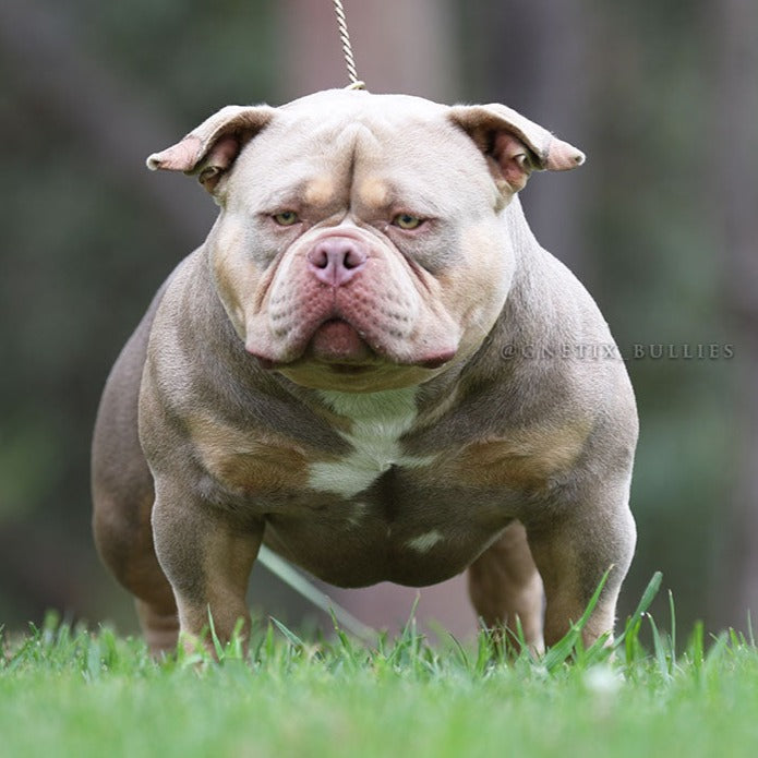 DOUBLE Ls MYE-STRO World Famous Lilac Tri Pocket American Bully 