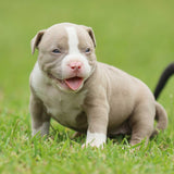 Sonic x Victoria Lilac & White Female