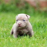 Sonic x Victoria Lilac Female