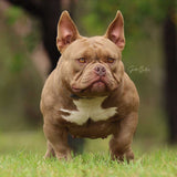 Saki Bomb - Micro | Nano Bully