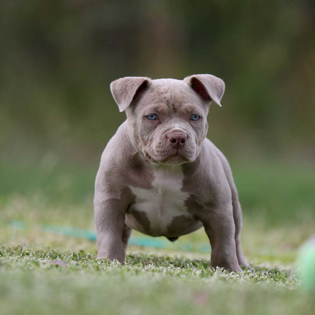 Kreezy – G-netix Bullies - Pocket American Bully Breeder Australia