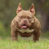 Saki Bomb - Micro | Nano Bully