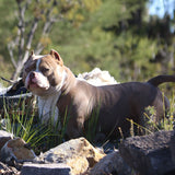 Phoking's Mo'ana of G-netix