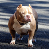 Phoking's Mo'ana of G-netix