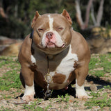 Champagne Lilac Pocket American Bullies Australia