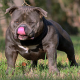 ABKC pocket bully