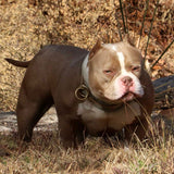 Phoking's Mo'ana of G-netix