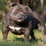 Extreme Bully