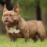 Saki Bomb - Micro | Nano Bully