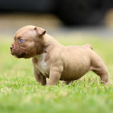 GC x Mulan Female MICRO Chocolate Champagne