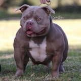 Pocket Bully - Arianna (dam)